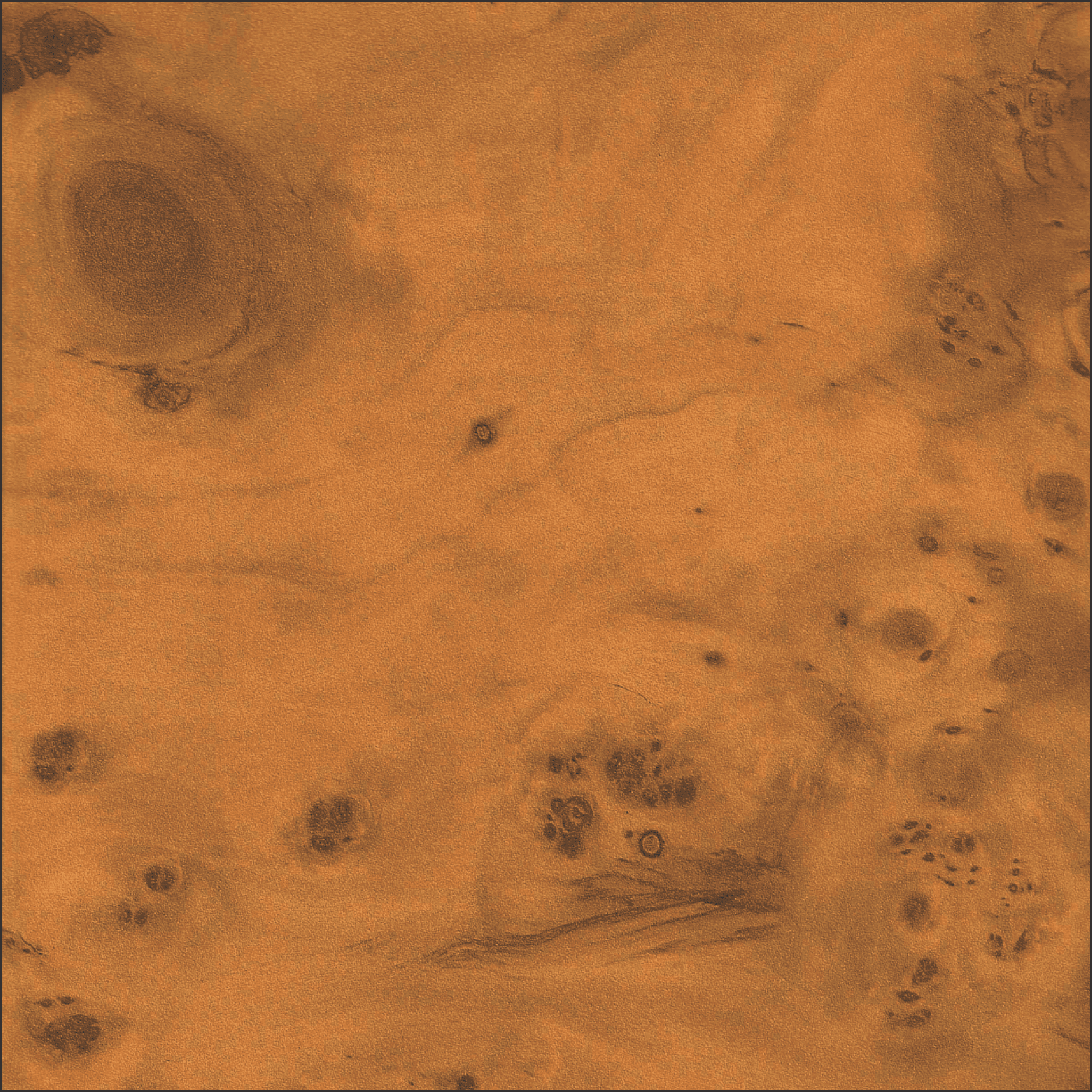 Honey Burl Wood